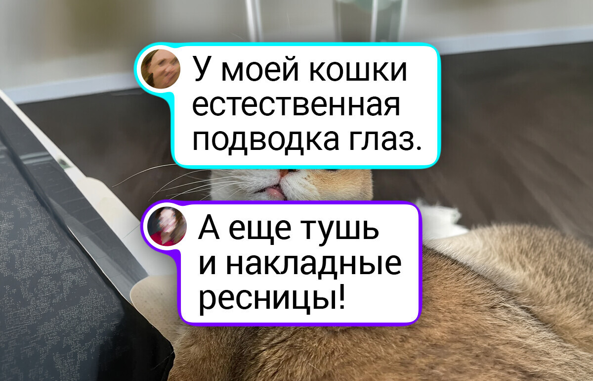 18 харизматичных котиков, чьи уютные фото согреют ваше сердце даже в хмурый день
