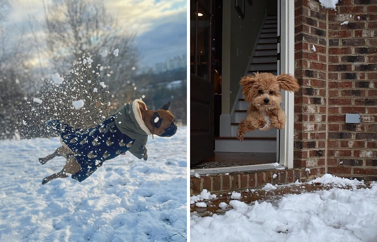 24 пушистые мордашки, которые впервые увидели снег и не смогли скрыть эмоций