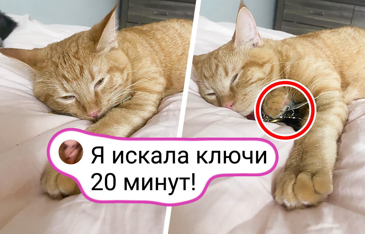 15+ животных, которые прикидывались паиньками, но их секреты раскрыты 15+ животных, которые прикидывались паиньками, но их секреты раскрыты