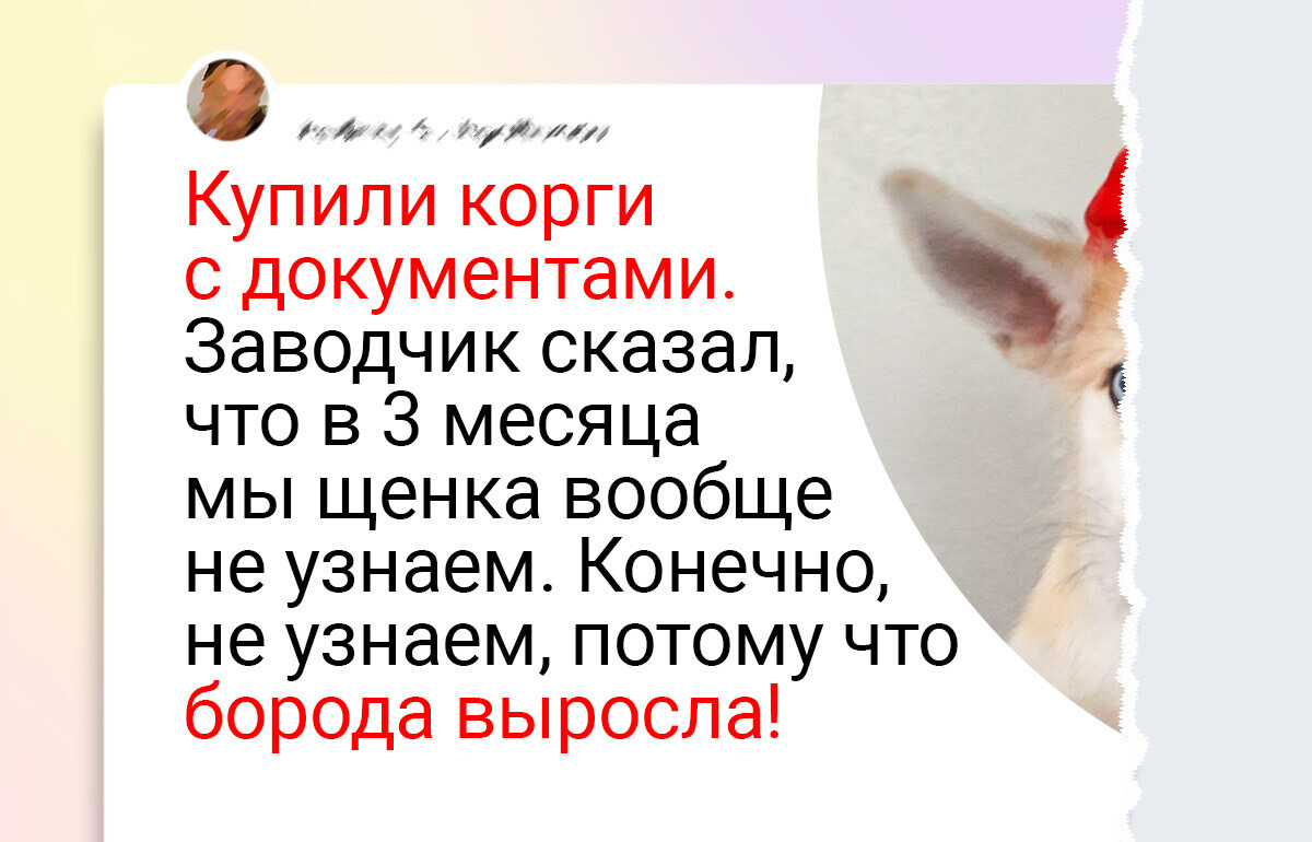 17 теплых историй о пушистых бунтарях, которые чихать хотели на наши ожидания
