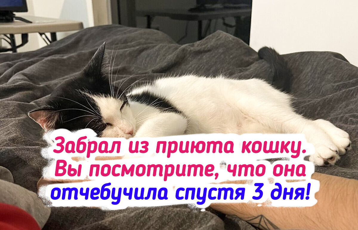 19 котов, которые покорили правильного человека и теперь живут своей лучшей жизнью 19 котов, которые покорили правильного человека и теперь живут своей лучшей жизнью