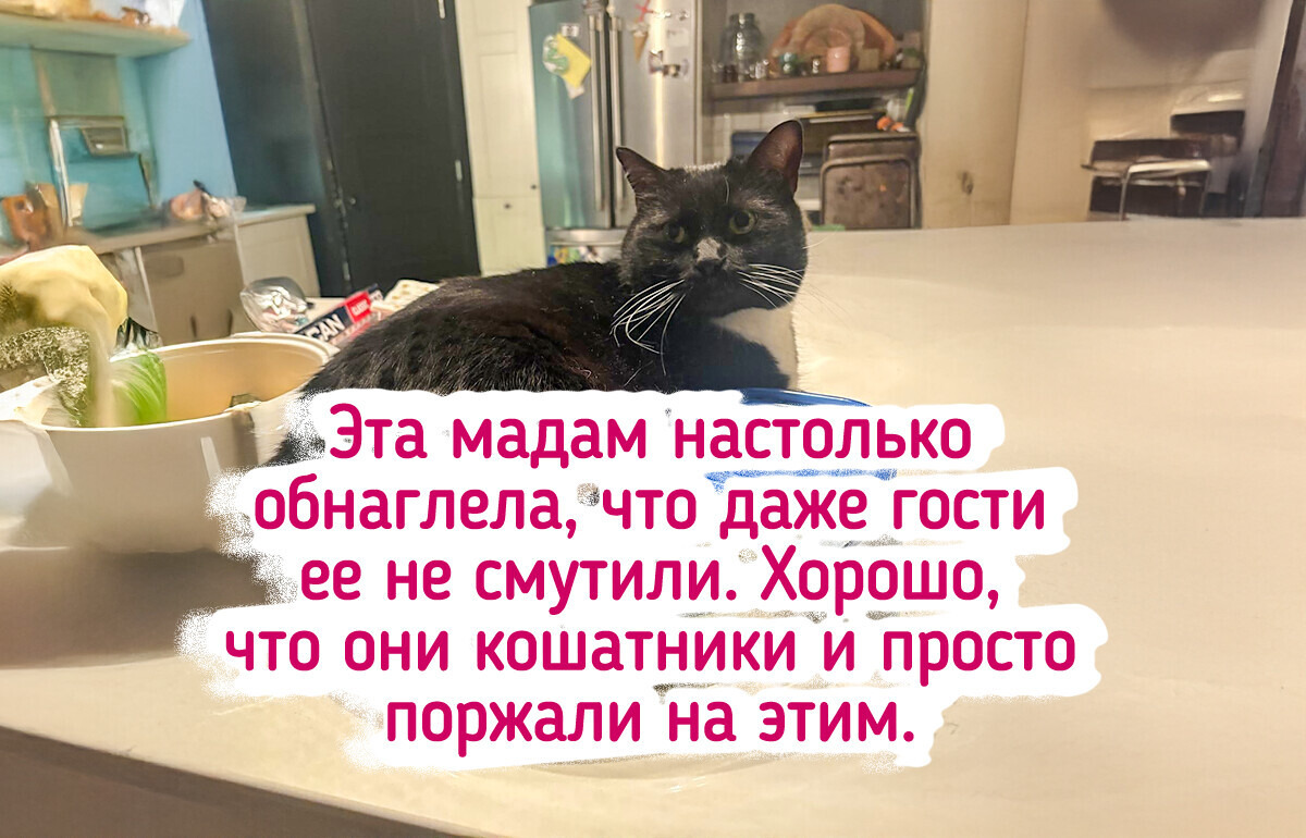 15 ситуаций, когда животные делали вид, что все по плану, но план был так себе 15 ситуаций, когда животные делали вид, что все по плану, но план был так себе