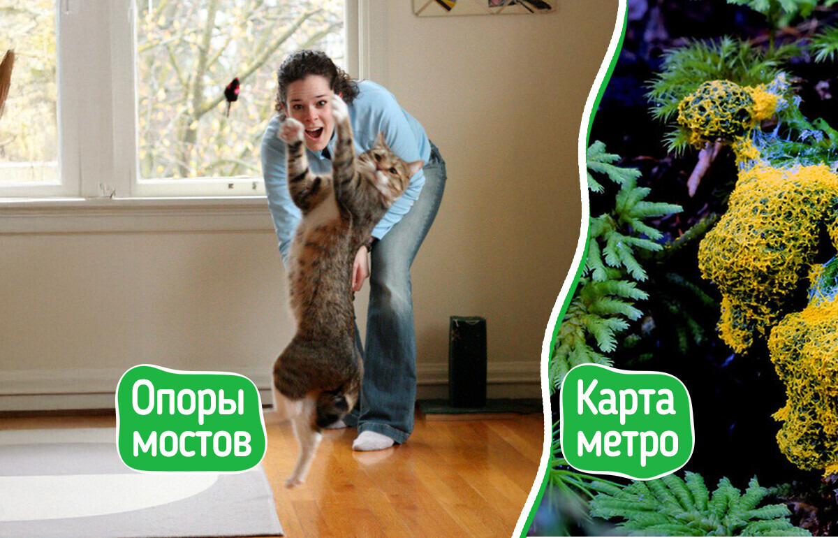 8 доказательств того, что природа даст сто очков вперед любым изобретателям 8 доказательств того, что природа даст сто очков вперед любым изобретателям