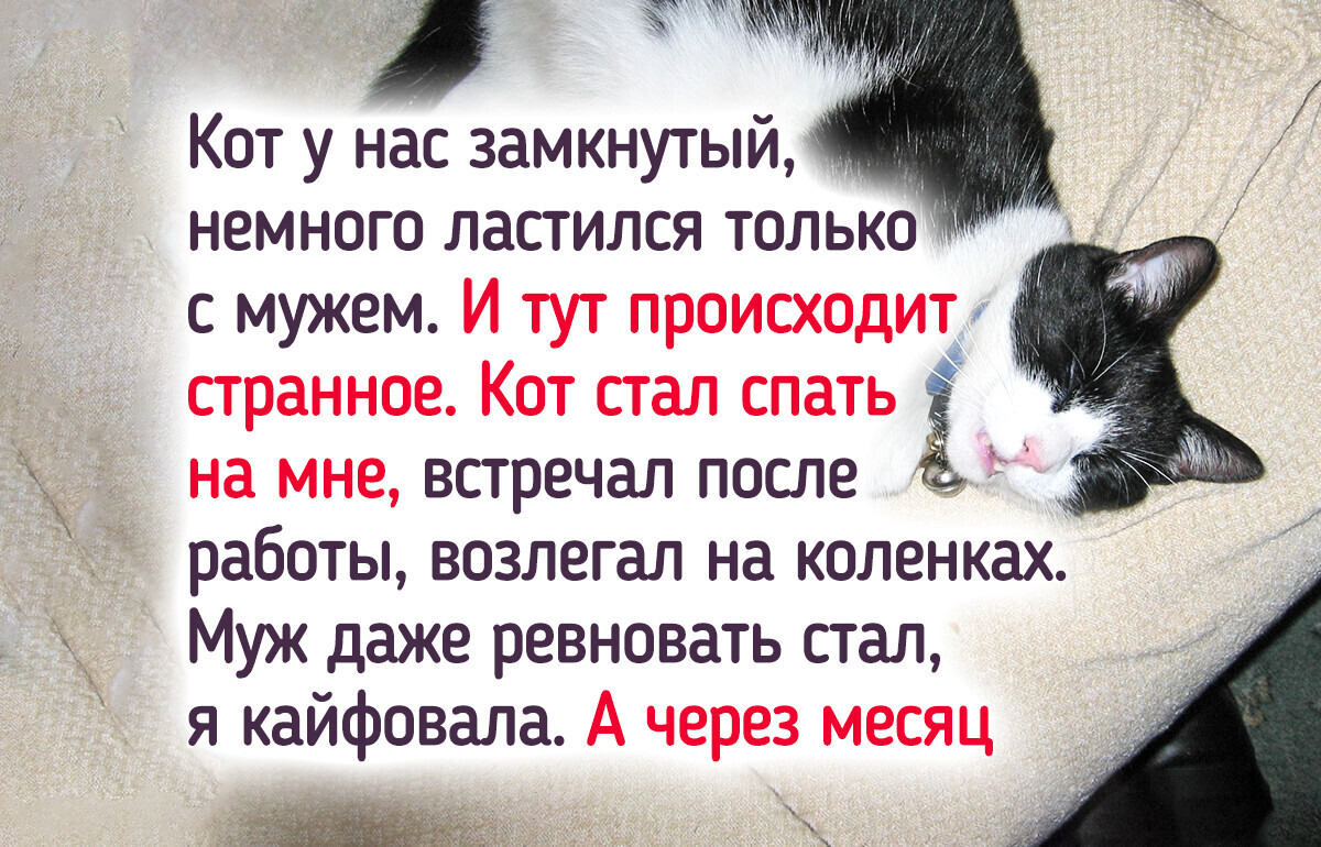 19 читателей ADME, чьи пушистые отличаются умом и сообразительностью