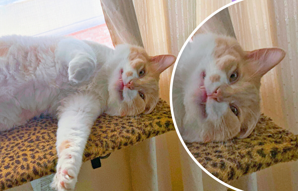 20+ хвостиков, которые так искренне радуются жизни, что настроение взлетает к небесам