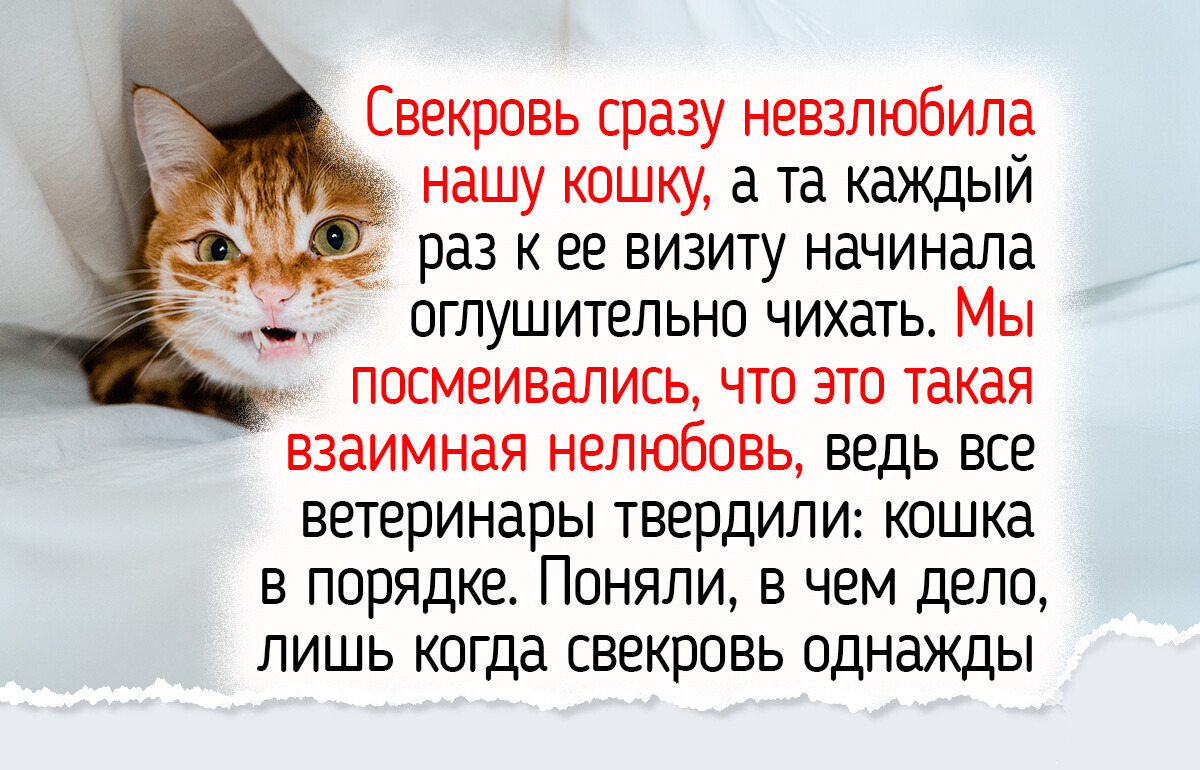 9 неожиданных фактов о кошках, о которых не все опытные хозяева в курсе