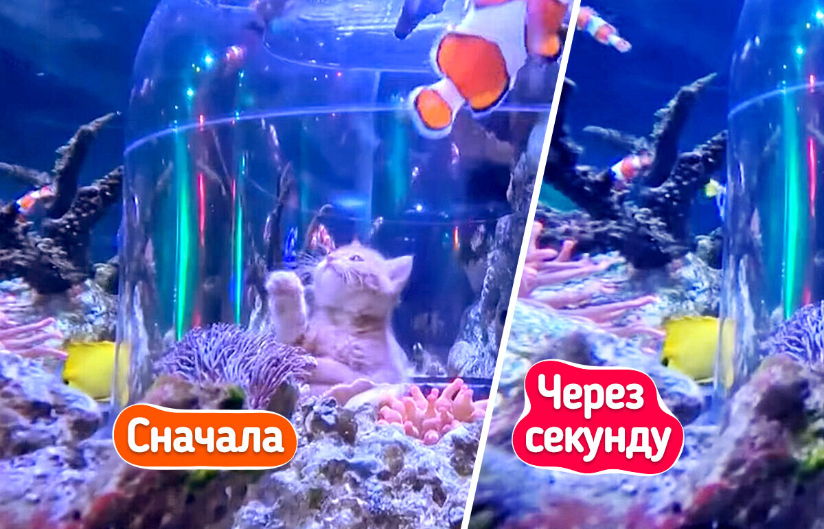 В океанариум привели котят, и на их реакцию на рыб невозможно смотреть без улыбки