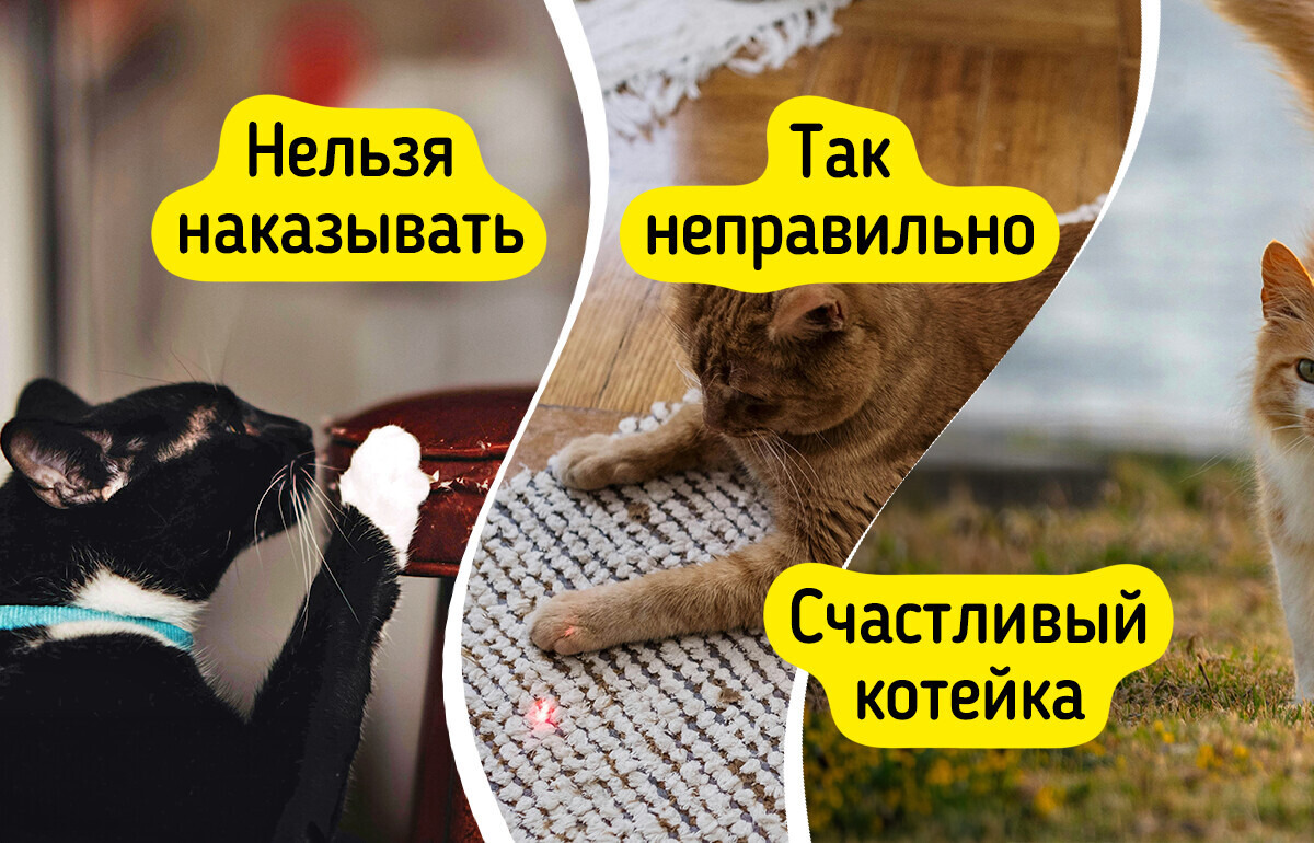 10 фактов, которые необходимо знать всем владельцам котиков 10 фактов, которые необходимо знать всем владельцам котиков