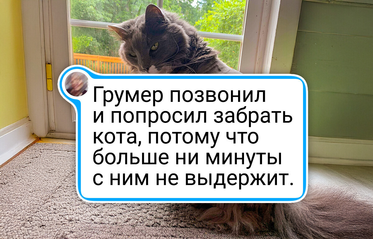 18 животных, которых после грумера даже биологические родители не узнали бы 18 животных, которых после грумера даже биологические родители не узнали бы