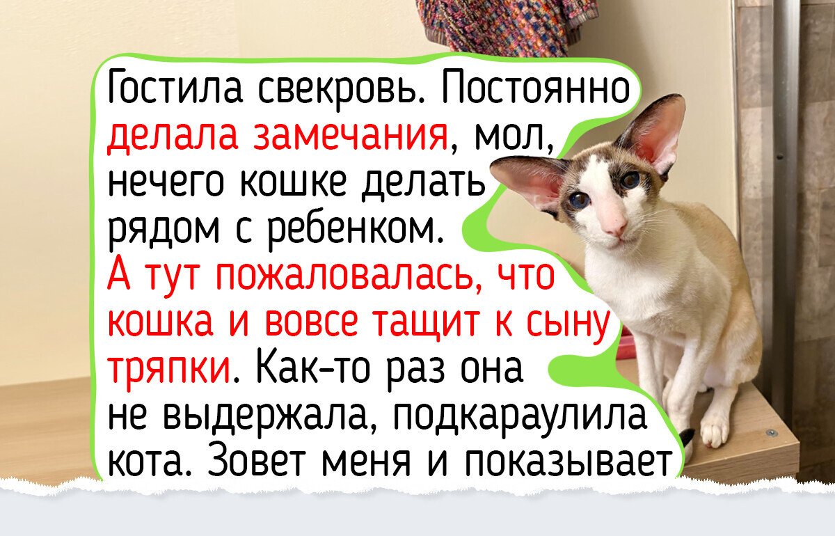 20+ человек показали породистых котов и кошек, которые согревают душу в своих мягких объятиях