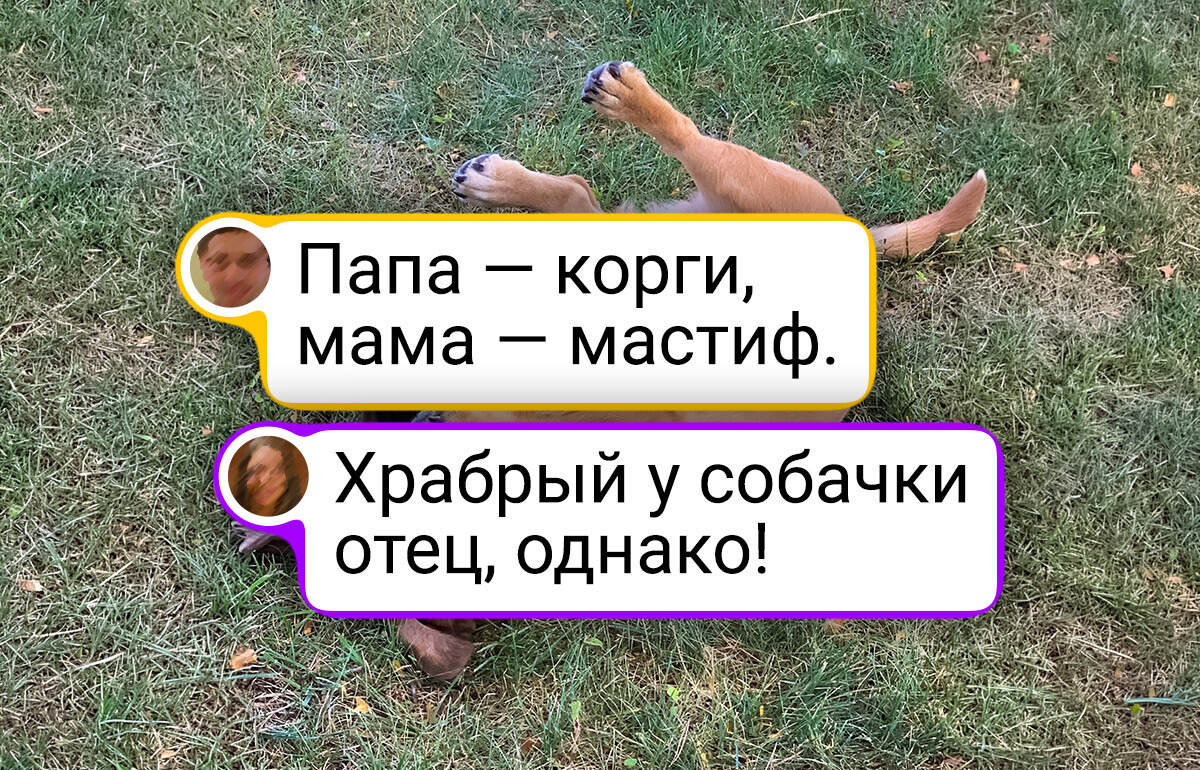 20 эффектных собак смешанных пород, от чьей красоты глаз не оторвать