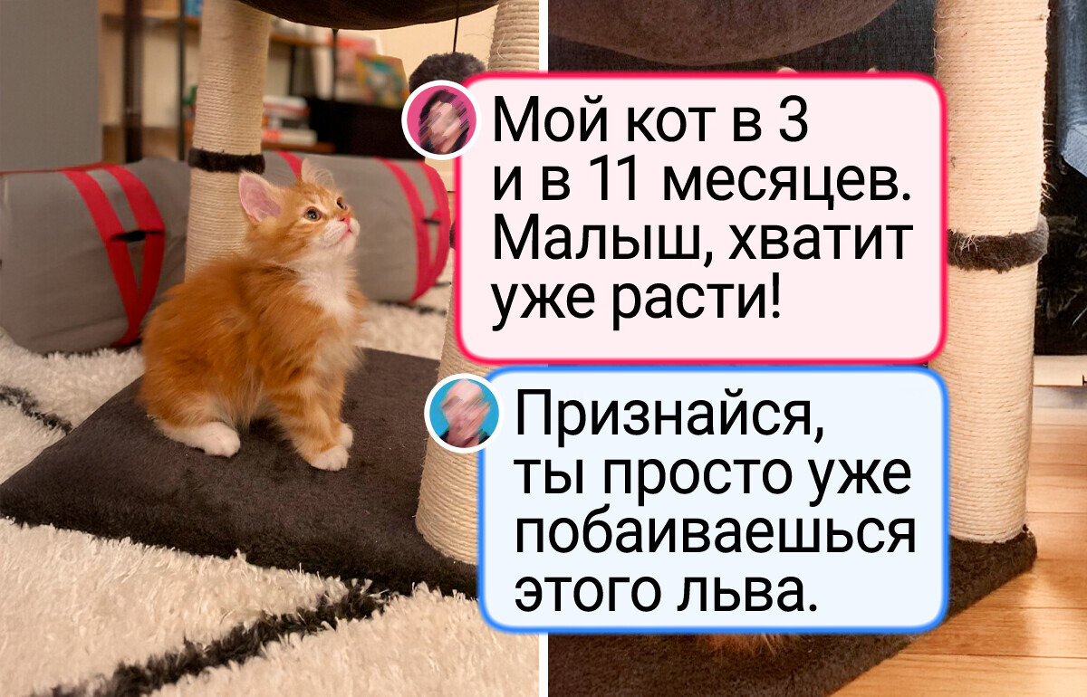 «Это точно коты?» 20+ фото пушистых богатырей, которые не вписываются в рамки «Это точно коты?» 20+ фото пушистых богатырей, которые не вписываются в рамки