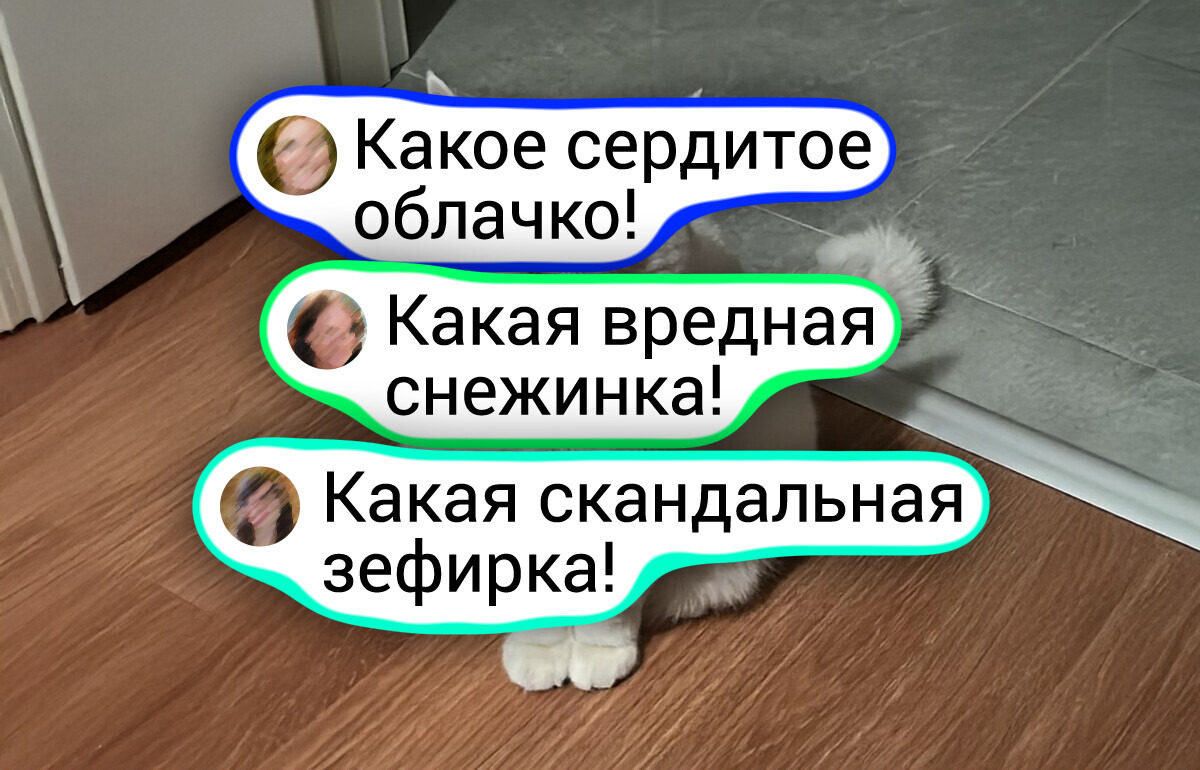 17 уморительных фото питомцев, чей взгляд красноречивее любых слов (В фото № 7 многие узнают себя)