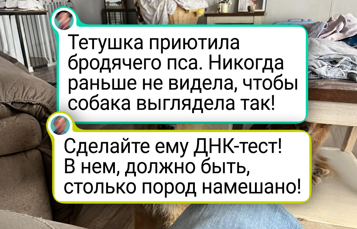 17 человек, которые завели питомца и получили вагон и маленькую тележку сюрпризов