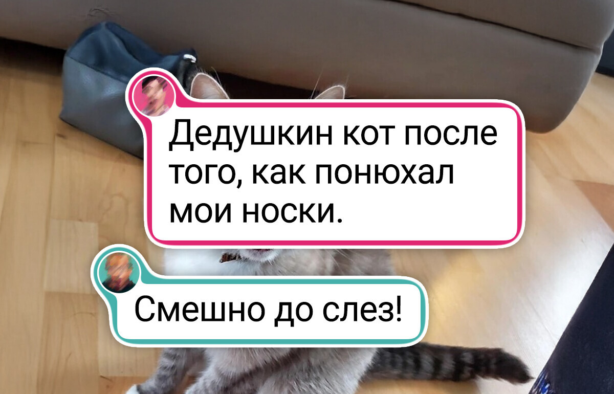 25 домашних любимцев, которые могут и поддержать, и рассмешить своих двуногих