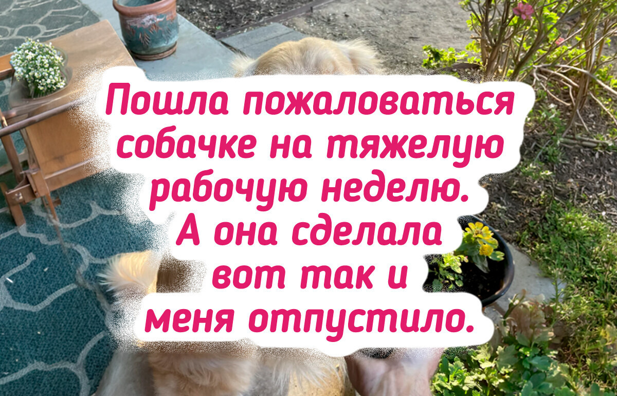 20+ фото от владельцев собак, разглядывая которые захочется завести щеночка (или нет)