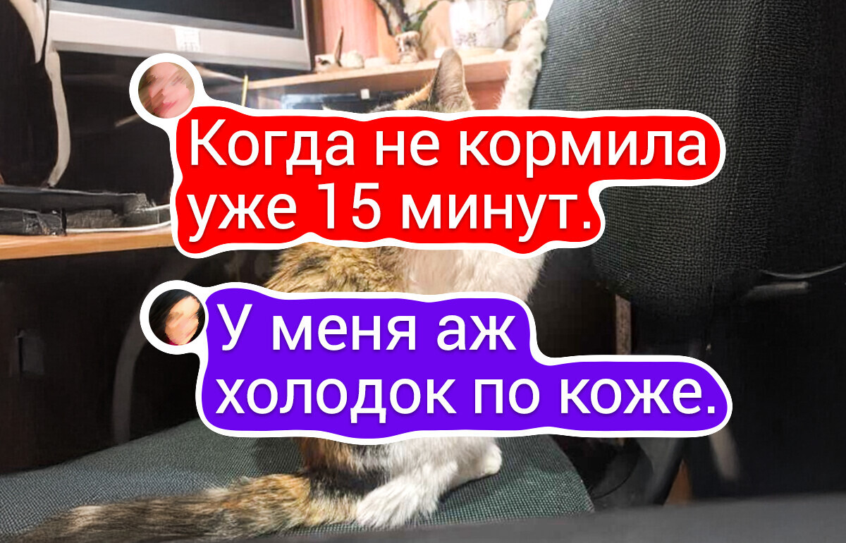 20 питомцев, которые всем своим видом показывают, что этот дом принадлежит им