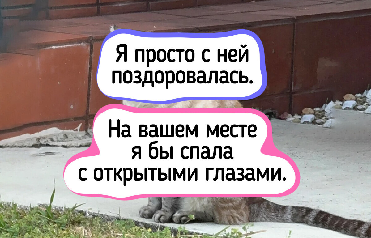 17 котов, которые всем своим видом показывают, кто в этом доме настоящий хозяин 17 котов, которые всем своим видом показывают, кто в этом доме настоящий хозяин