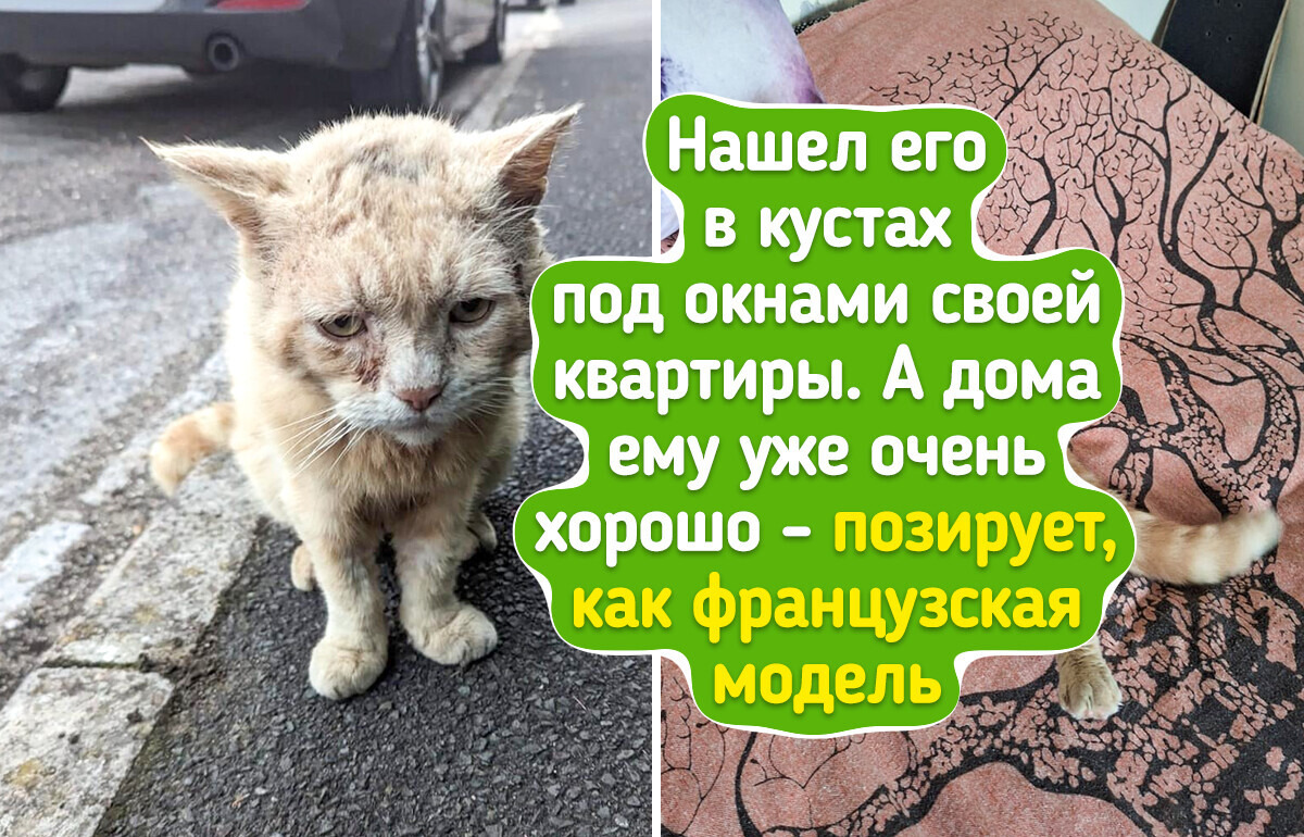 16 котов, чья харизма заставила людей приютить их без колебаний 16 котов, чья харизма заставила людей приютить их без колебаний
