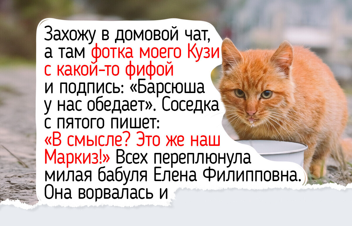 Я 3 месяца подкармливал кота в подъезде и не подозревал, что тот вел двойную игру