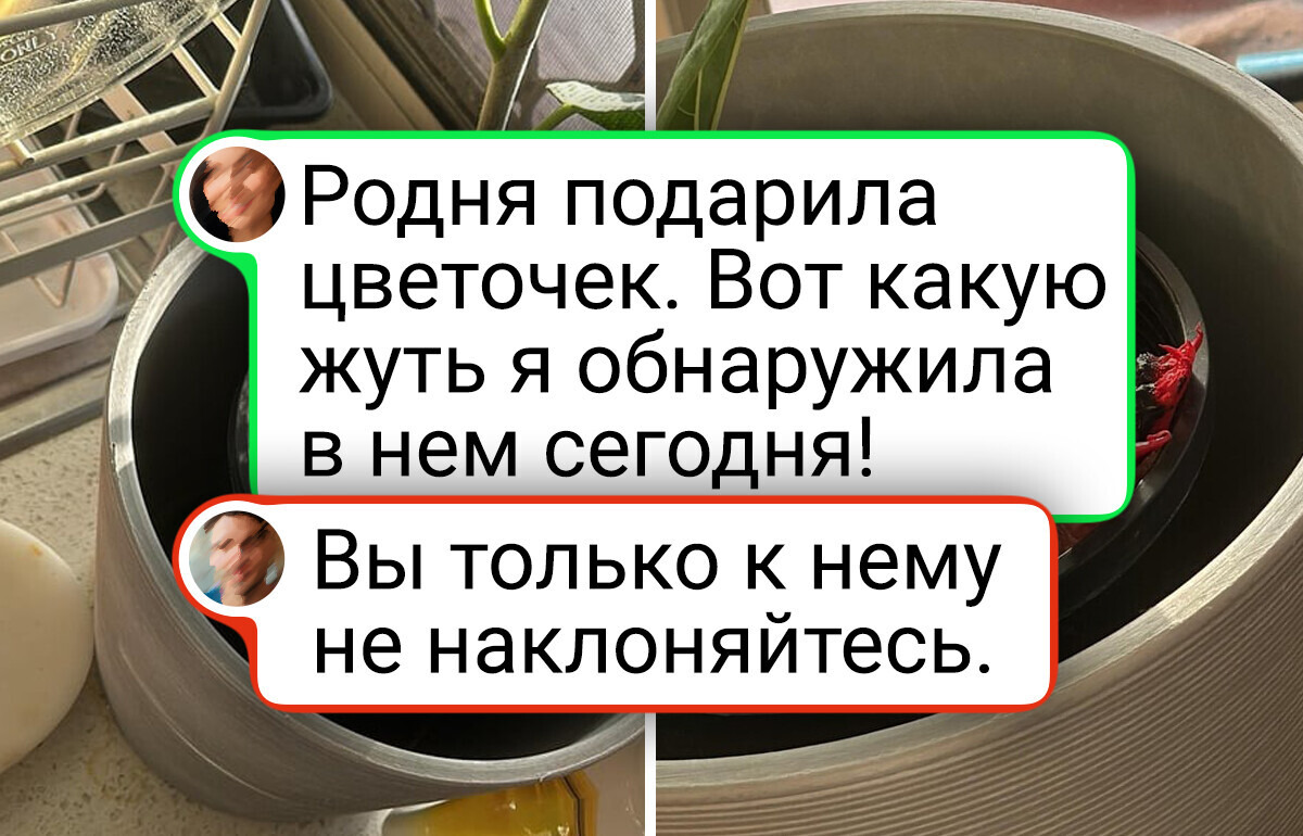 16 человек, которые просто хотели завести цветочек, а в итоге вырастили что-то из другой галактики 16 человек, которые просто хотели завести цветочек, а в итоге вырастили что-то из другой галактики