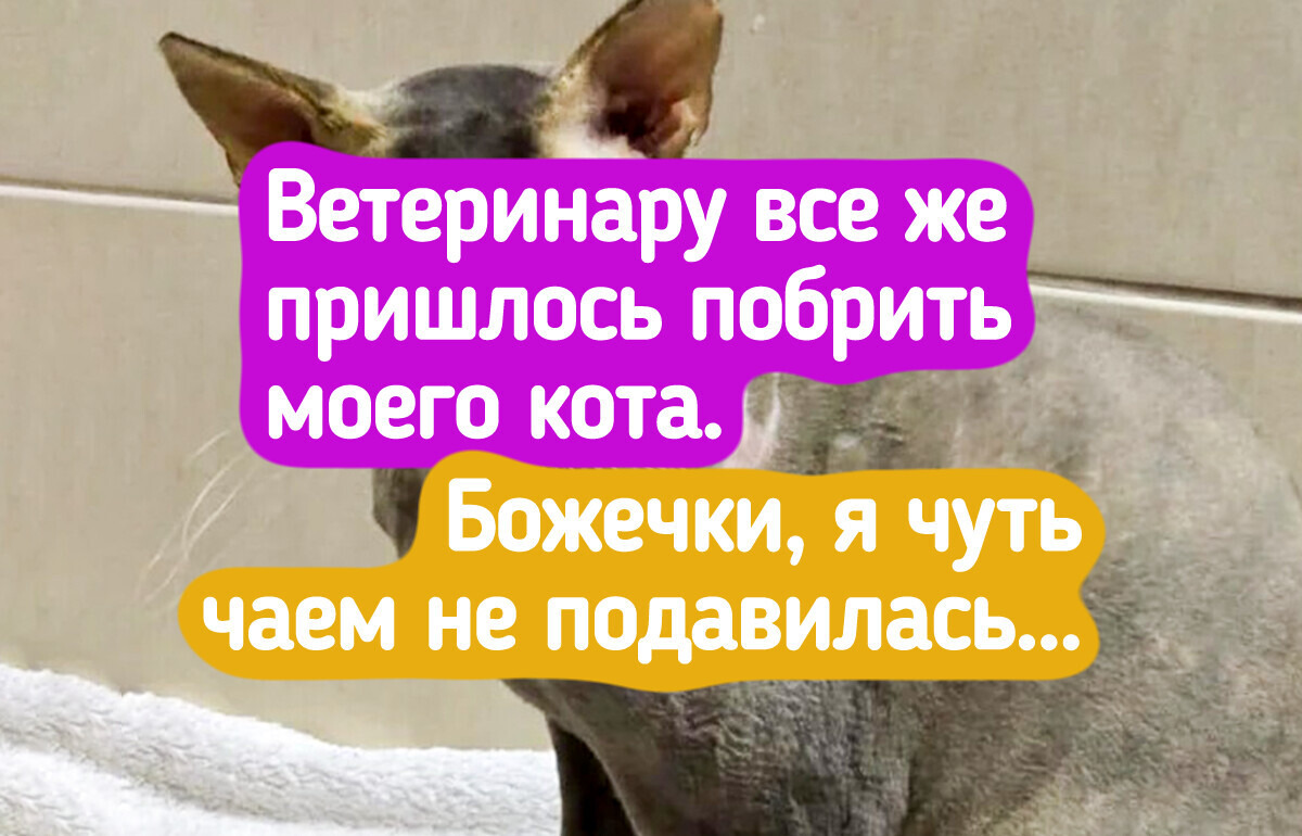 19 котов, которые каждый день выдают целый спектр эмоций