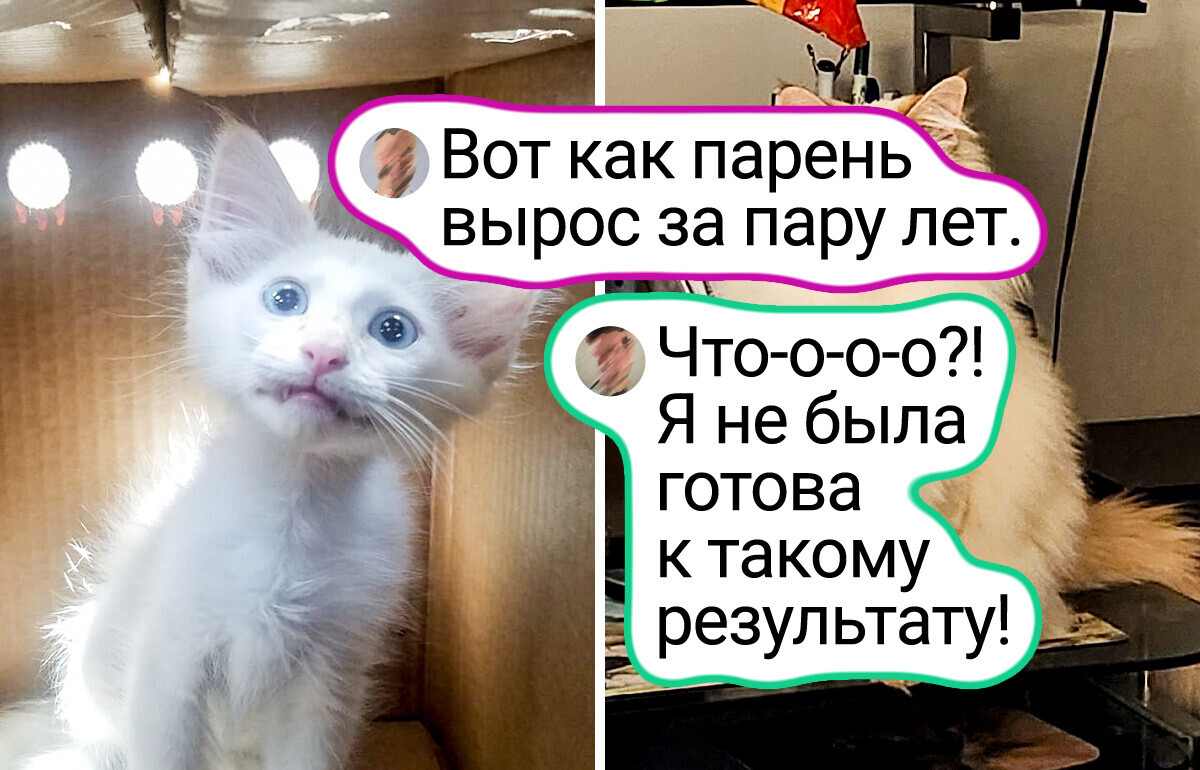 16 питомцев, которые расцвели от любви своих хозяев 16 питомцев, которые расцвели от любви своих хозяев