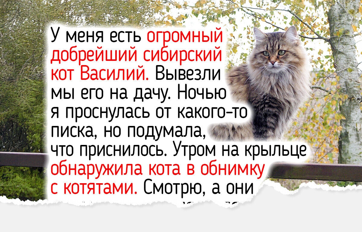 Не только мейн-куны: 7 пород кошек, которых можно назвать ласковыми гигантами