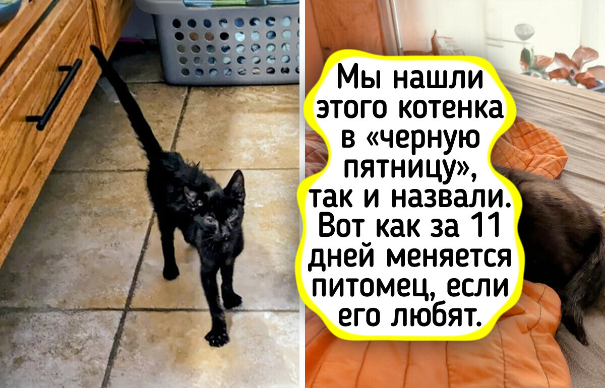 16 питомцев, которые нашли свой дом и стали неузнаваемыми