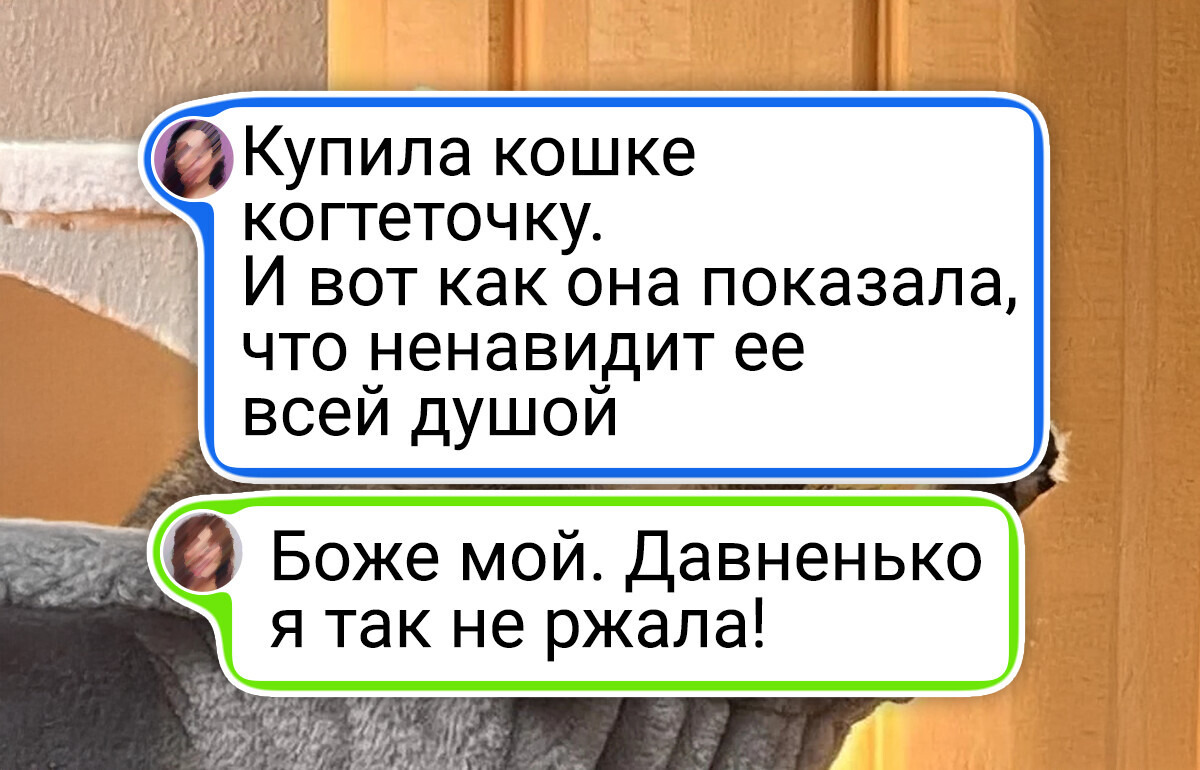 25 котов, у которых, кажется, сломались настройки комфорта