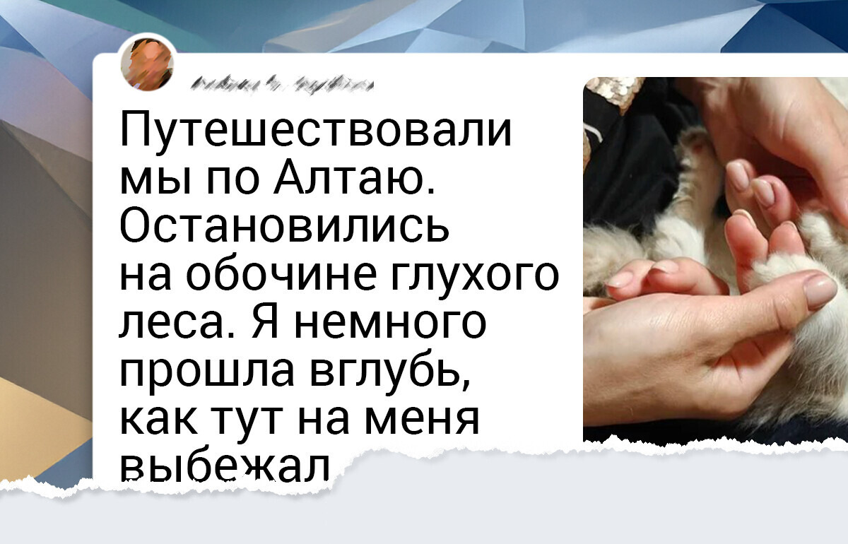 16 животных, которые обрели любящего хозяина и похорошели на глазах