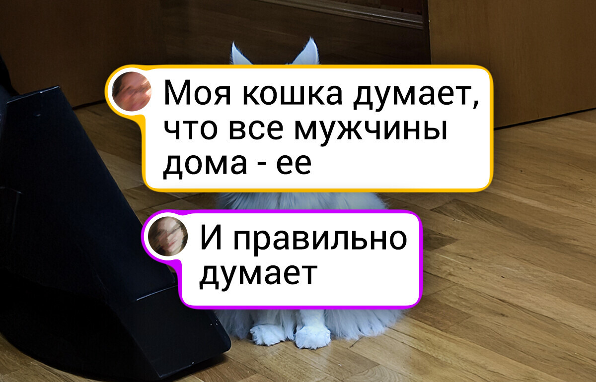 18 родных питомцев, которые давно решили — главные тут они, и каждый день это доказывают