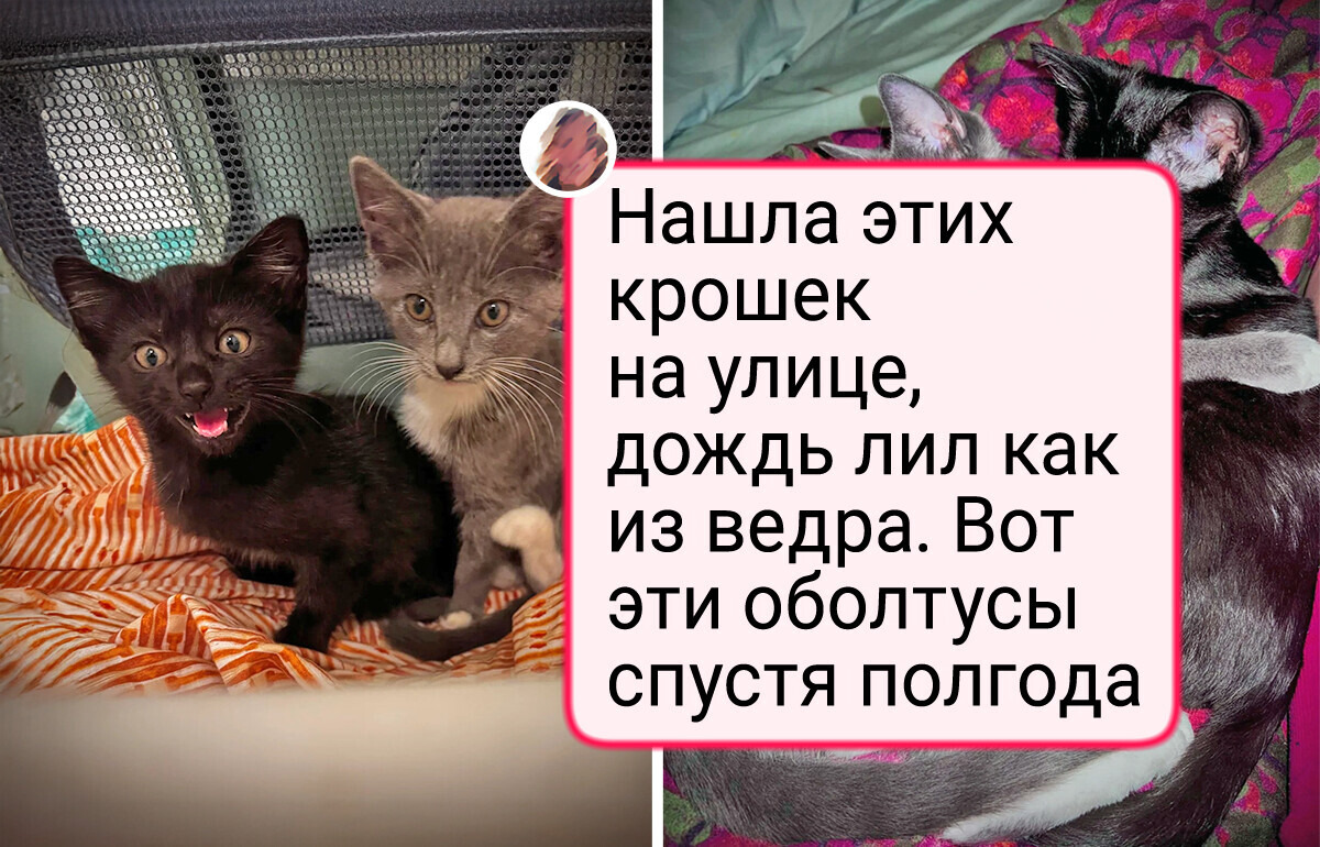 20 фото питомцев, которые «укотовили» своих людей самым наглым и милым способом — 28.03.2026