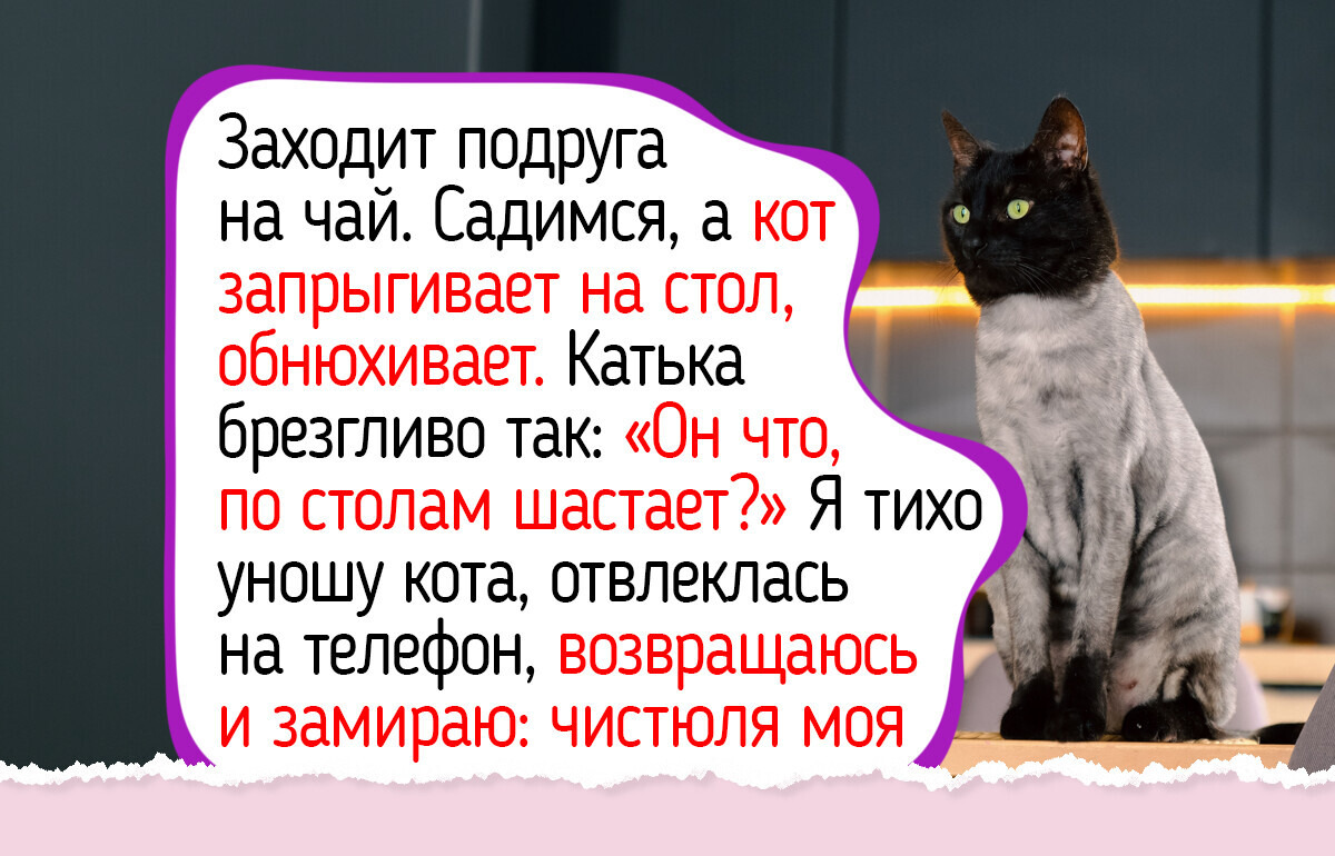 6 привычек котов и собак, из-за которых хозяева спорят годами: кровать, стол и прогулки
