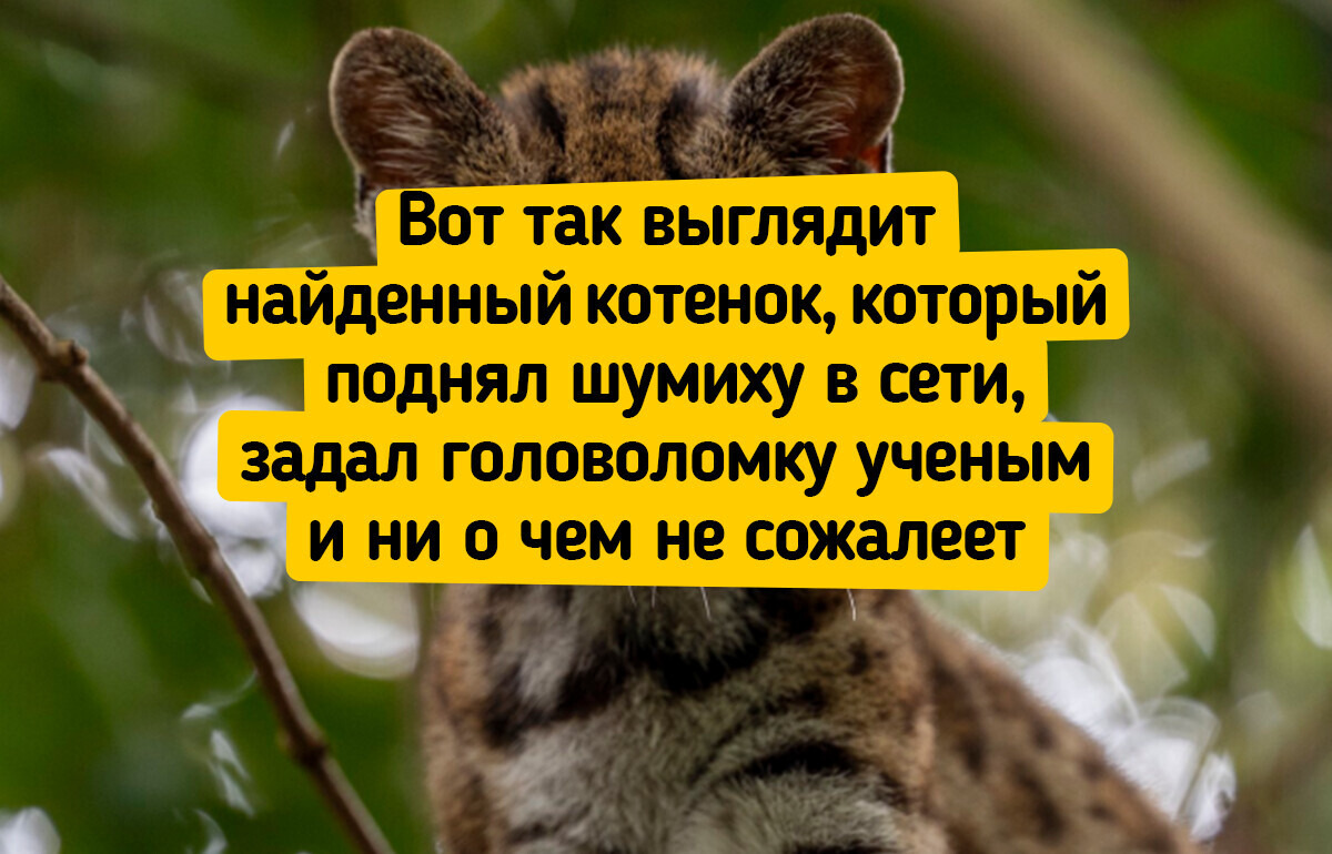 История кота Тигрино, который был домашним питомцем, а потом внезапно прославился на весь свет