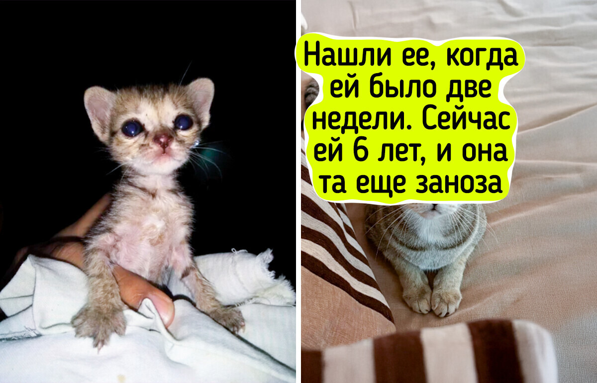 20+ кошек, которые будто сами выбрали себе хозяев и теперь живут лучшую жизнь 20+ кошек, которые будто сами выбрали себе хозяев и теперь живут лучшую жизнь