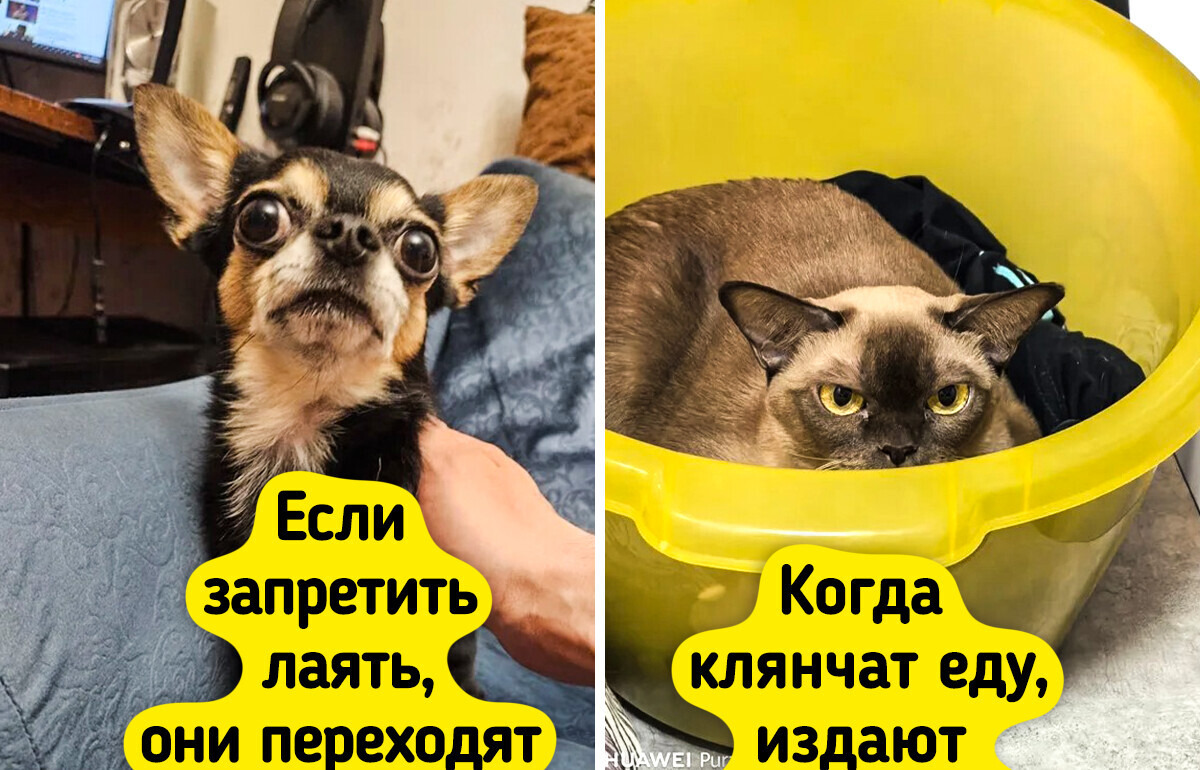 15+ хозяев домашних животных поделились открытиями, которые заводчики комментируют так: «Ну вы ж знали, кого берете»