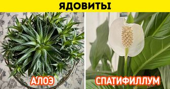 10 растений, от которых лучше держаться подальше