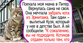 7 фактов о котах Эрмитажа, которые живут в музее по-королевски, но мечтают о своем доме