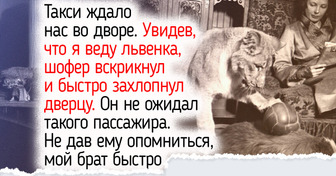 Суп ела аккуратно: как жила львица, которую воспитали в московской коммуналке в 1930-х годах