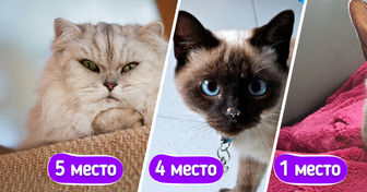 12 пород кошек-долгожителей, которые способны провести с вашей семьей много счастливых лет