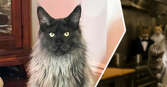 Мы представили, кем бы работали наши питомцы, и от некоторых вариантов хохочем до сих пор