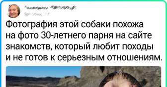 20+ фото, которые питомцы без сожаления удалили бы из галереи телефонов. Но у них лапки
