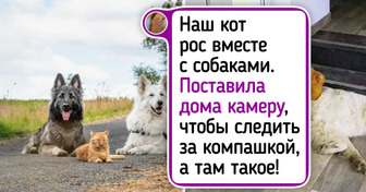 20 раз, когда пушистики доказали, что истинная дружба не зависит от длины хвоста или формы лап
