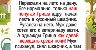 18 хозяев решили завести экзотического питомца, и тут началось кино