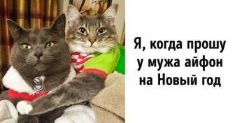 20+ фото животных, в которых каждый узнает себя перед Новым годом и после него