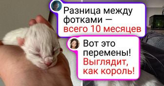 20 пушистиков, которые выросли и украли наши сердечки