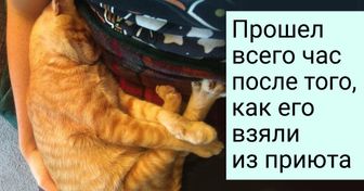 20 наглядных примеров того, как забота и участие могут исправить даже самый безнадежный день