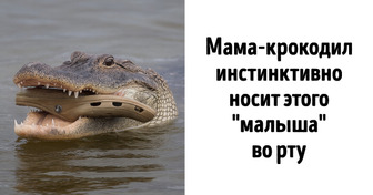 10+ случаев, когда природа столкнулась с цивилизацией и показала свое могущество