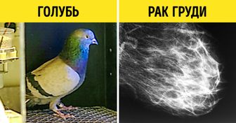 13 пар вещей, которые связаны между собой, а мы и не знали